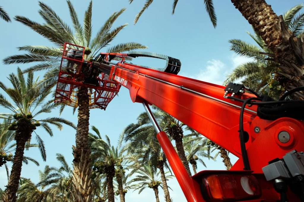 RACCOLTA DATTERI DI PALMA